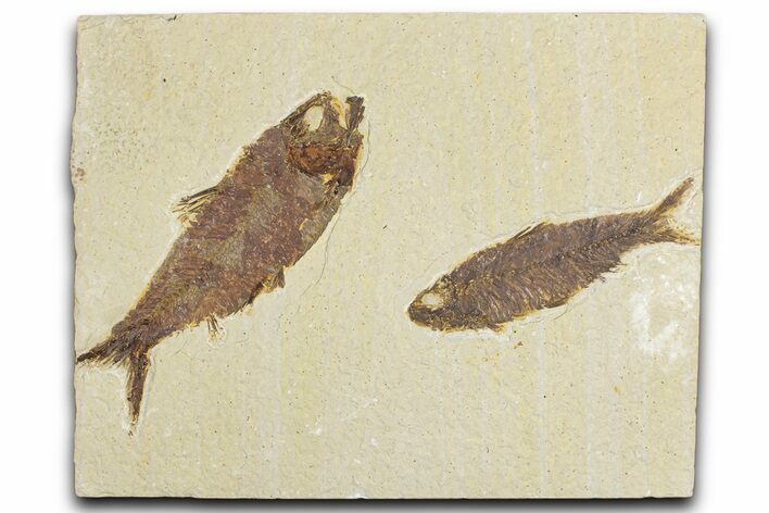 Limestone with Two Fossil Fish (Knightia) - Wyoming #348115